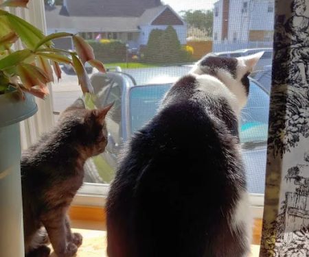 Lindenhurst Veterinary Hospital