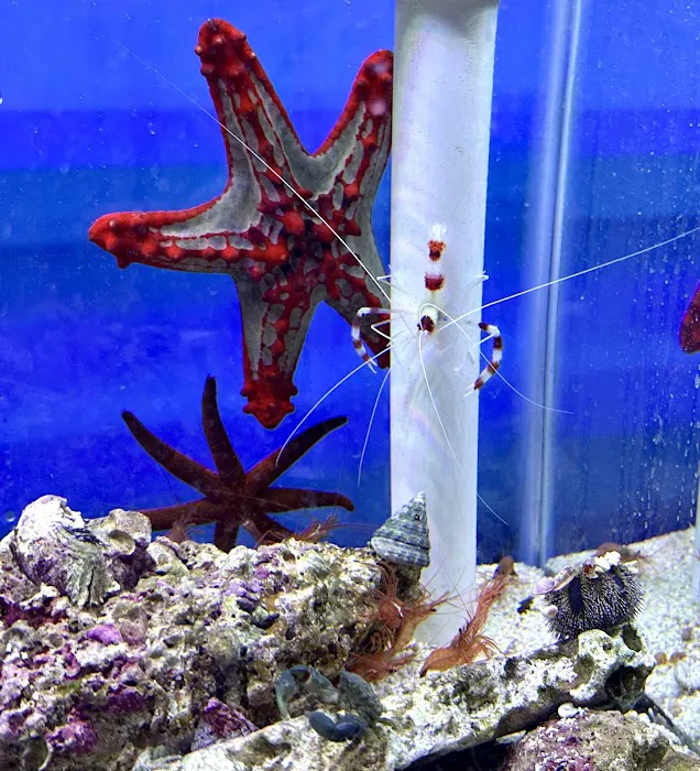 MOSREEF Picture 2