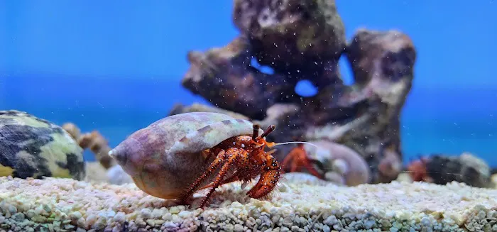 MOSREEF Picture 3