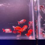 MOSREEF