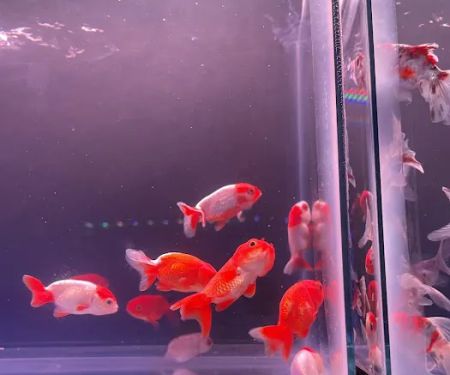 MOSREEF