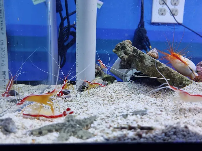 MOSREEF Picture 9