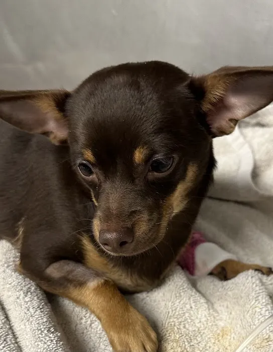 Aldrich Animal Hospital Picture 1