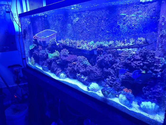 Pop Corals Picture 8