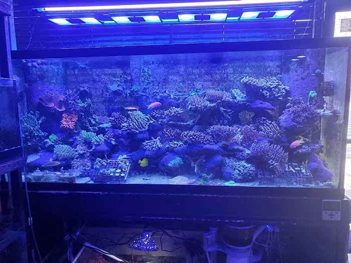 Pop Corals Picture 2