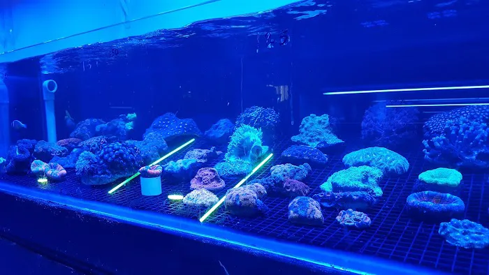 Pop Corals Picture 10