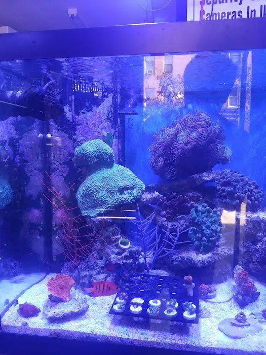 Pop Corals Picture 4