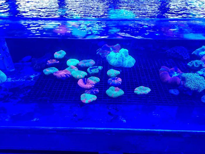 Pop Corals Picture 6