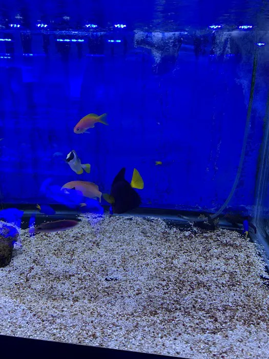 Pop Corals Picture 1