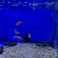 Pop Corals ico
