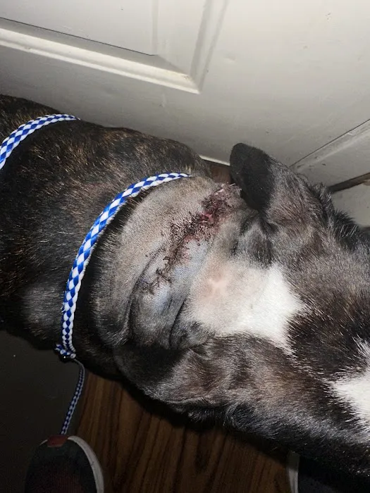 All Pets Animal Hospital Picture 1