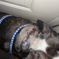 All Pets Animal Hospital ico