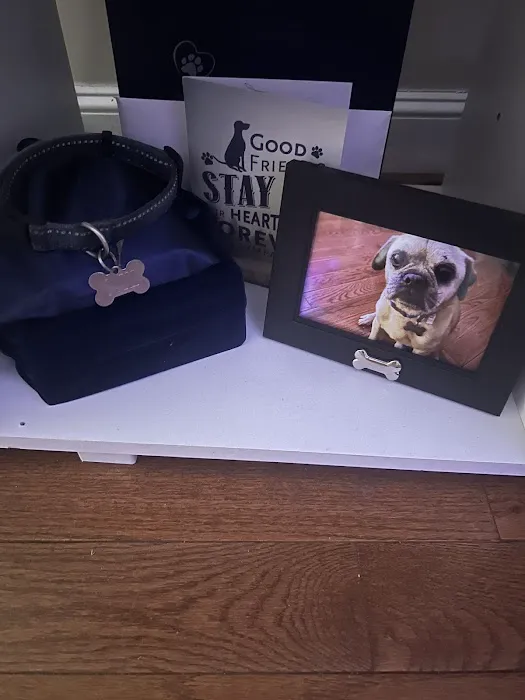 All Pets Animal Hospital Picture 6