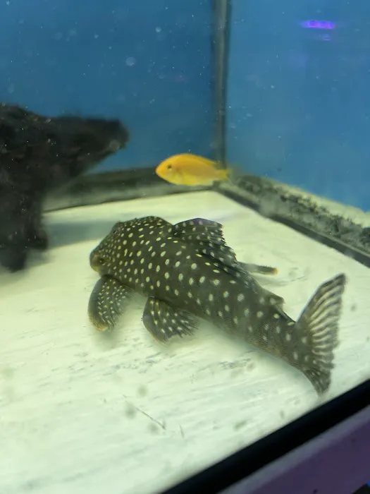 T & R AQUARIUM INC Picture 5