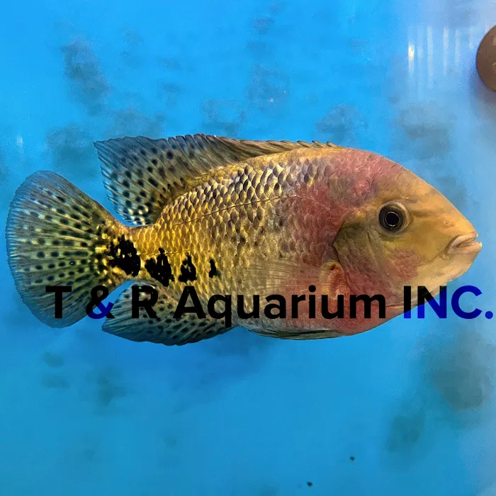 T & R AQUARIUM INC Picture 10