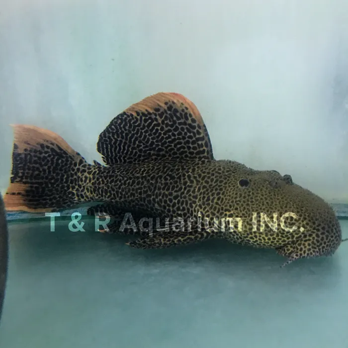 T & R AQUARIUM INC Picture 8