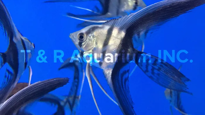 T & R AQUARIUM INC Picture 6