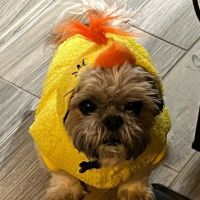 Massapequa Pet Vet ico