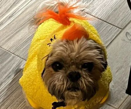 Massapequa Pet Vet