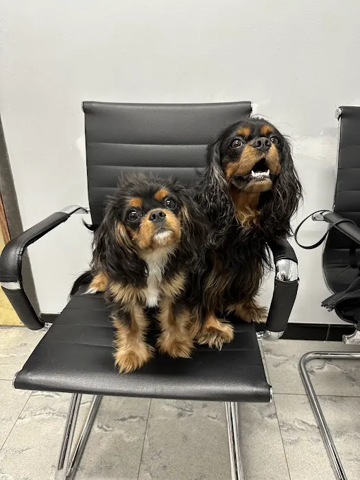 Massapequa Pet Vet Picture 5