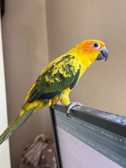 Dyker Pet Birds (Online) Picture 7