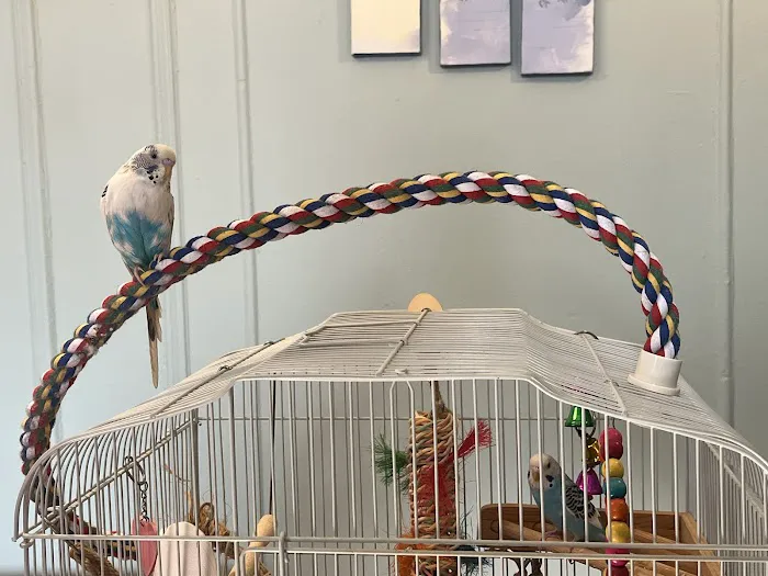 Dyker Pet Birds (Online) Picture 3