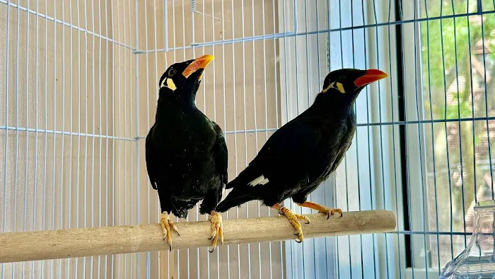 Dyker Pet Birds (Online) Picture 5