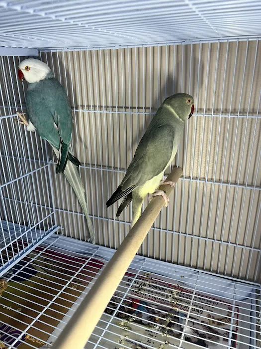 Dyker Pet Birds (Online) Picture 6