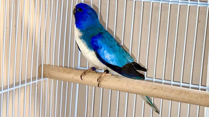 Dyker Pet Birds (Online) Picture 1