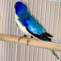 Dyker Pet Birds (Online) ico