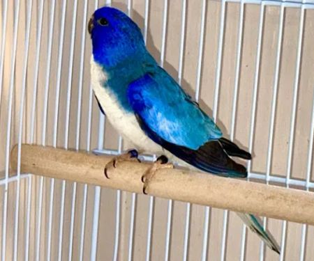 Dyker Pet Birds (Online)