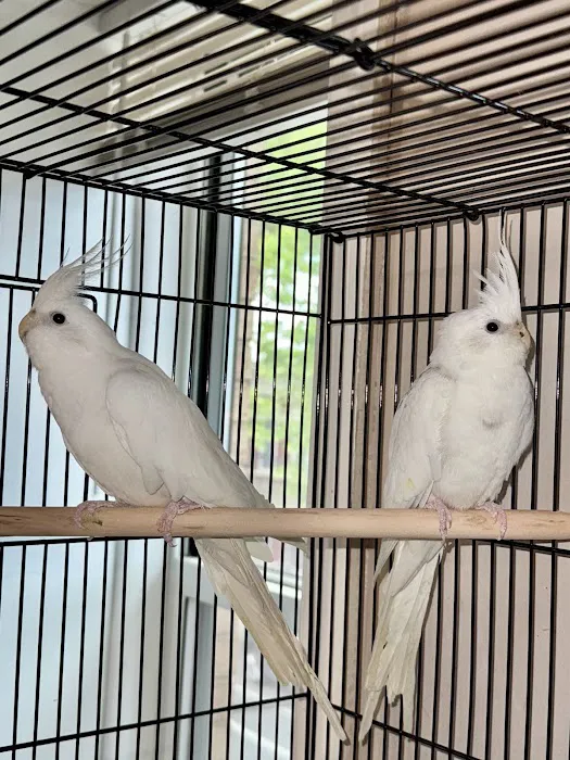 Dyker Pet Birds (Online) Picture 8