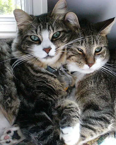 Park Animal Hospital Picture 4