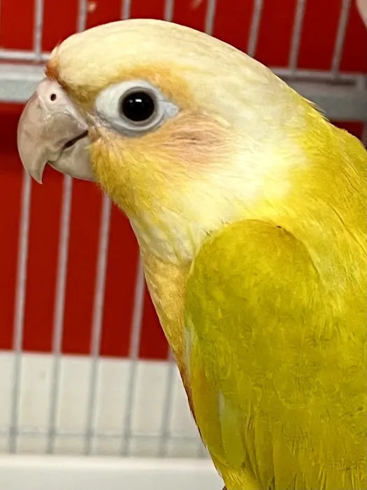 NJ Bird Store Picture 5
