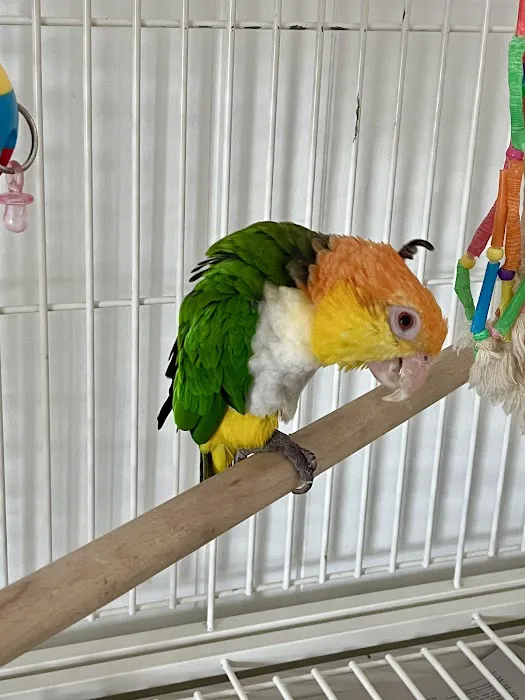 NJ Bird Store Picture 9