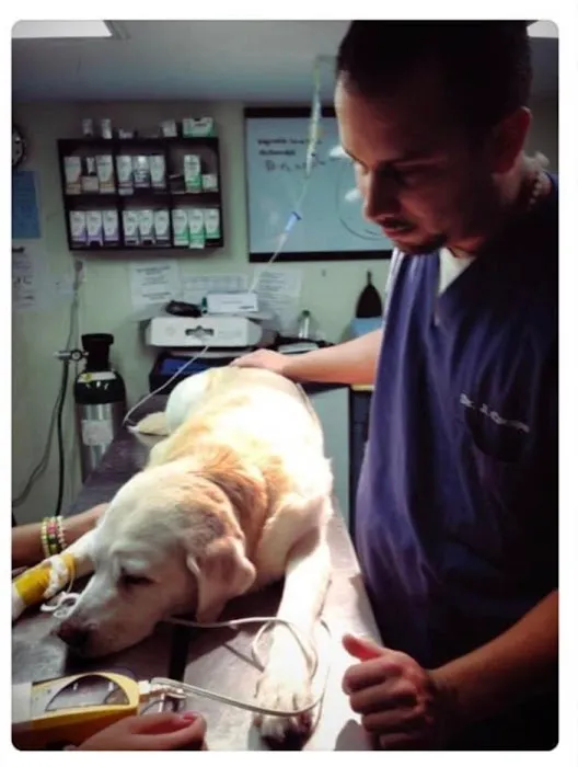 Suffolk Animal Hospital NY Picture 2