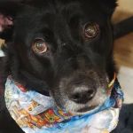 Suffolk Animal Hospital NY