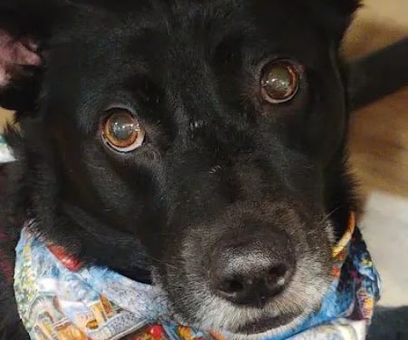 Suffolk Animal Hospital NY