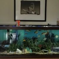 The Fish Hut of New Jersey ico