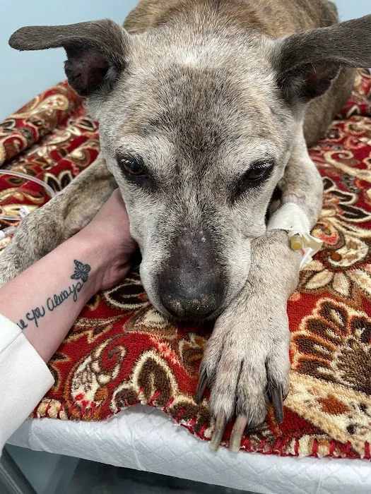 Veterinary Medical Center of Long Island Picture 8