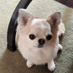 Veterinary Medical Center of Long Island