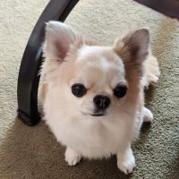Veterinary Medical Center of Long Island ico