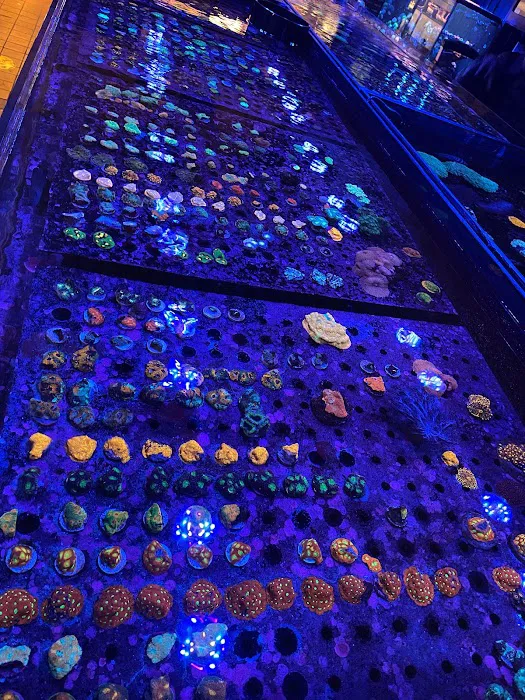 Exotic reef aquatic inc Picture 5