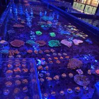 Exotic reef aquatic inc ico