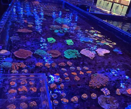 Exotic reef aquatic inc