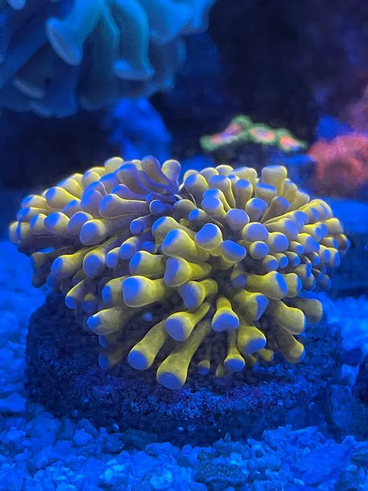Exotic reef aquatic inc Picture 10