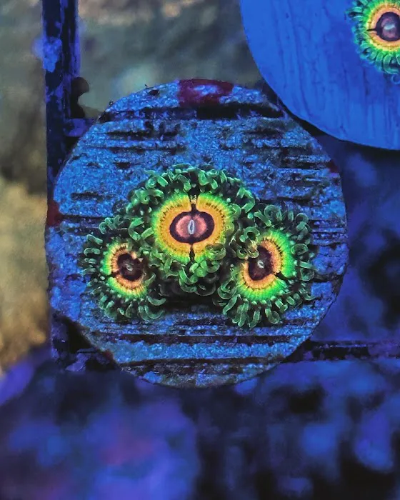 Exotic reef aquatic inc Picture 6