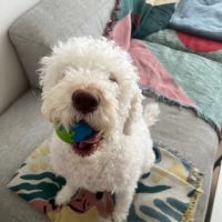 Dermatology for Animals - Long Island ico
