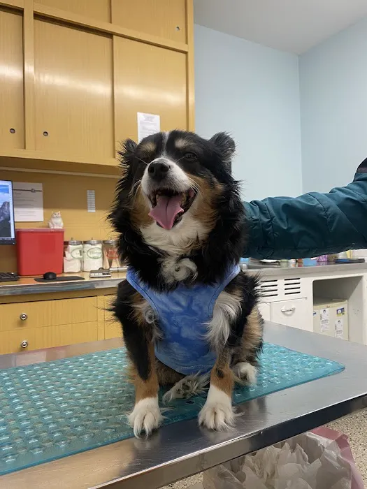 Massapequa Hospital for Animals, A Thrive Pet Healthcare Partner Picture 8