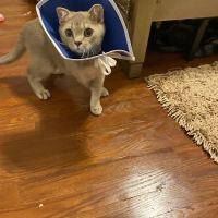 Massapequa Hospital for Animals, A Thrive Pet Healthcare Partner ico